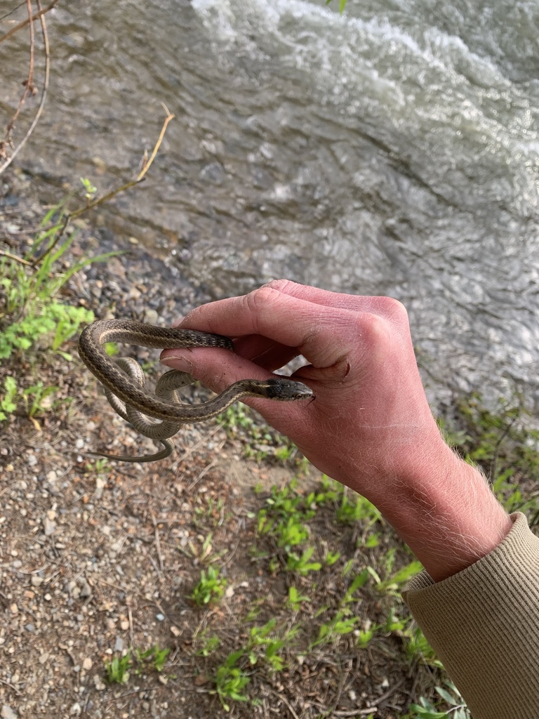 Wandering Garter Snake from Grand Mesa and Gunnison