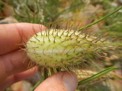 Gomphocarpus tomentosus tomentosus