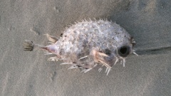 Tragulichthys jaculiferus