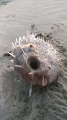 Tragulichthys jaculiferus