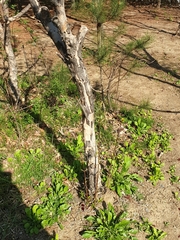 Cornus officinalis