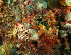 Polycitor giganteus
