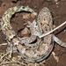 Mourning Gecko - Photo (c) J. Maughn, some rights reserved (CC BY-NC)