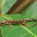 Mourning Gecko - Photo (c) Tim, some rights reserved (CC BY)