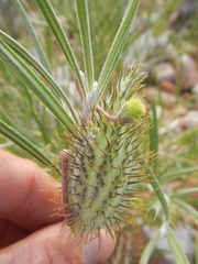 Gomphocarpus tomentosus tomentosus