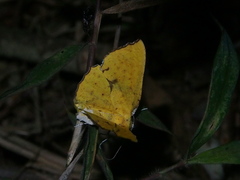 Corymica spatiosa