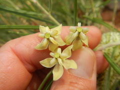 Gomphocarpus tomentosus tomentosus