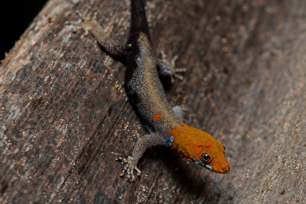 Yellow-Headed Gecko