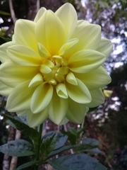 Dahlia pinnata image