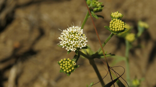 Asynthema gracile (Asynthema gracile)