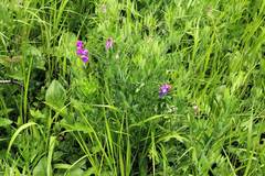 Lathyrus palustris pilosus