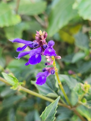 Image of Salvia pteroura by (c) Jo Roberts, some rights reserved (CC BY)