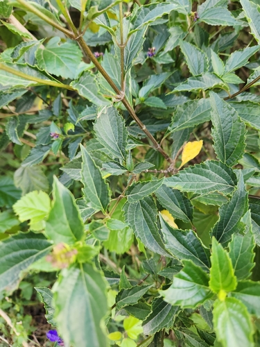 Image of Salvia pteroura by (c) Jo Roberts, some rights reserved (CC BY)