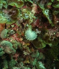 Polycitor giganteus