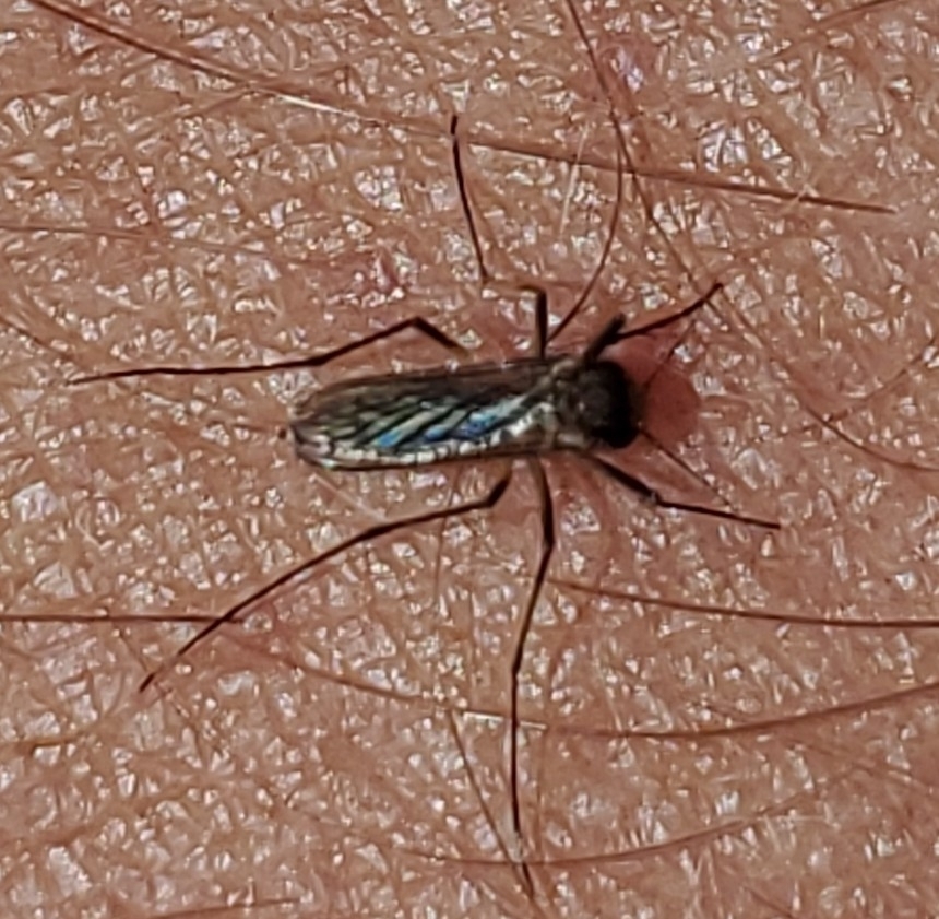 Aedes scapularis