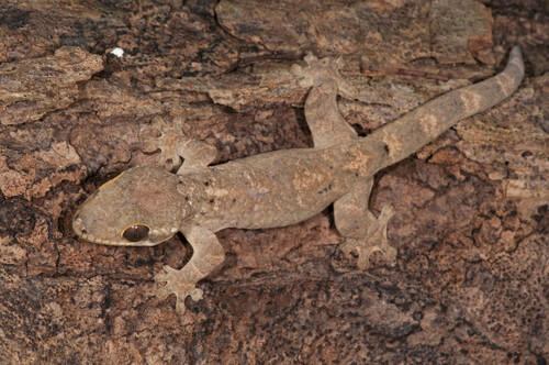Northern Turniptail Gecko