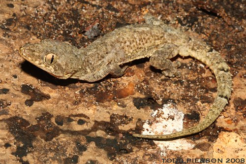 Northern Turniptail Gecko