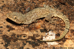 Turnip-Tailed Gecko photo 5
