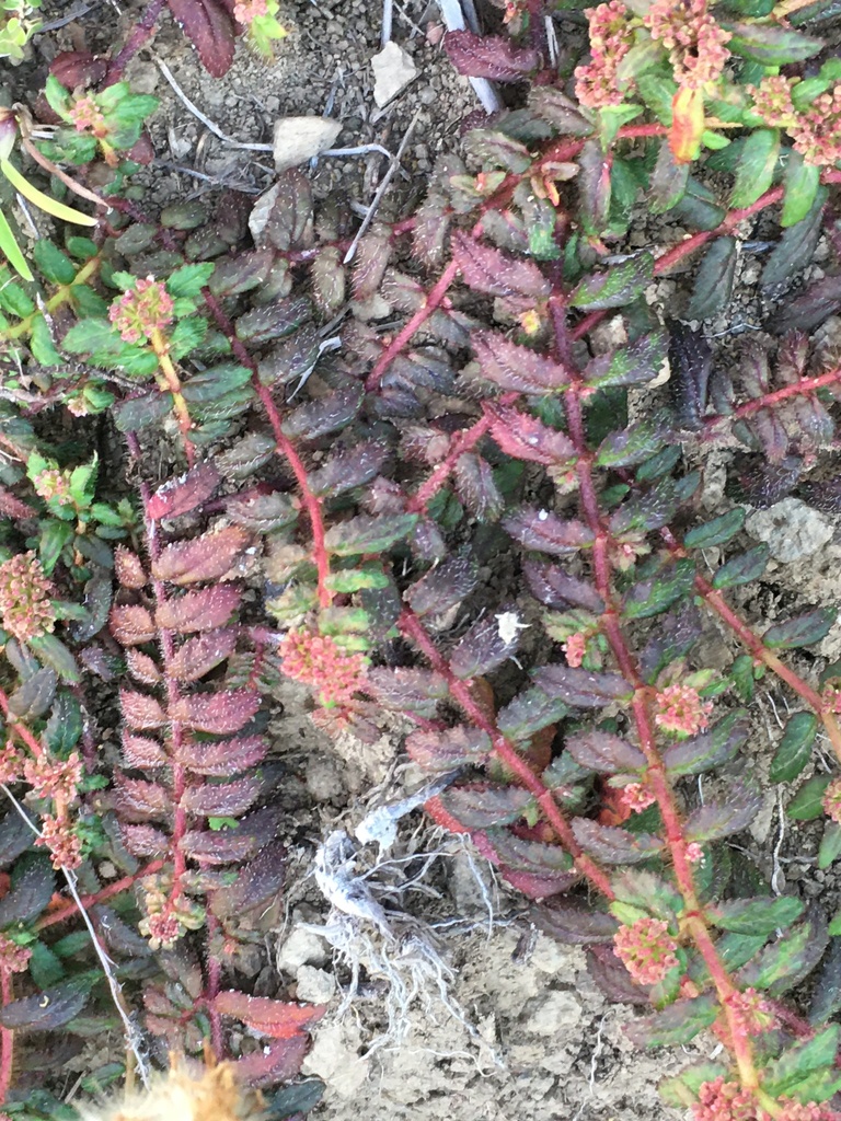 Florida Hammock Sandmat from Veraguas, PA on December 9, 2023 at 0545