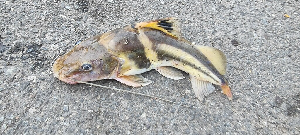 Pictus cat (Pimelodus ornatus) — Pimelodidae
