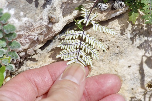Image of Notholaena copelandii by (c) Michelle W. （鍾偉瑋）, some rights reserved (CC BY)