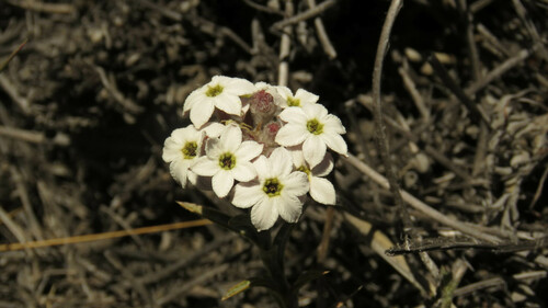 Arjona tuberosa (Arjona tuberosa)