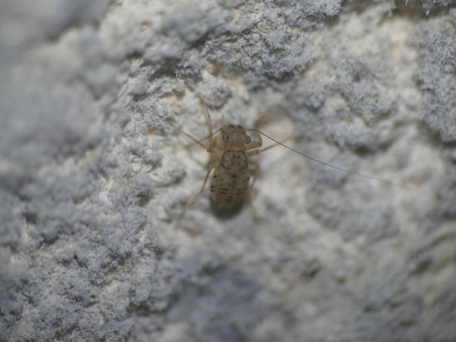 Prionoglaris stygia