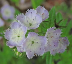 Phacelia purshii