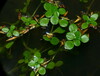 Pond Water-Starwort - Photo (c) harrylurling, some rights reserved (CC BY-NC), uploaded by harrylurling
