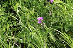 Lathyrus palustris pilosus