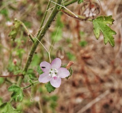 Pavonia zeylanica