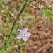 Pavonia zeylanica - Photo (c) Subhajit Roy,  זכויות יוצרים חלקיות (CC BY-NC-ND), uploaded by Subhajit Roy