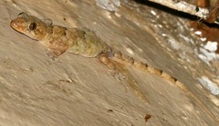 Moreau's Tropical House Gecko photo 3