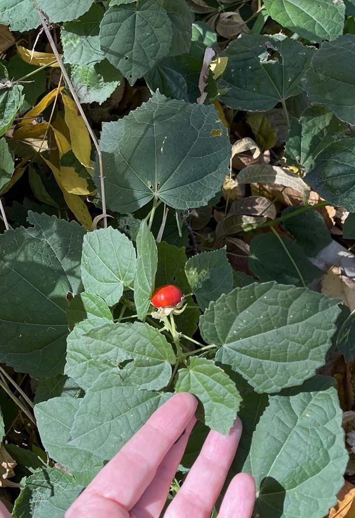 Turk's cap from Fort Worth Botanic Garden, Fort Worth, TX, US on ...