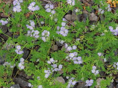 Phacelia purshii