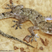 Tropical House Gecko - Photo (c) Todd Pierson, some rights reserved (CC BY-NC-SA)