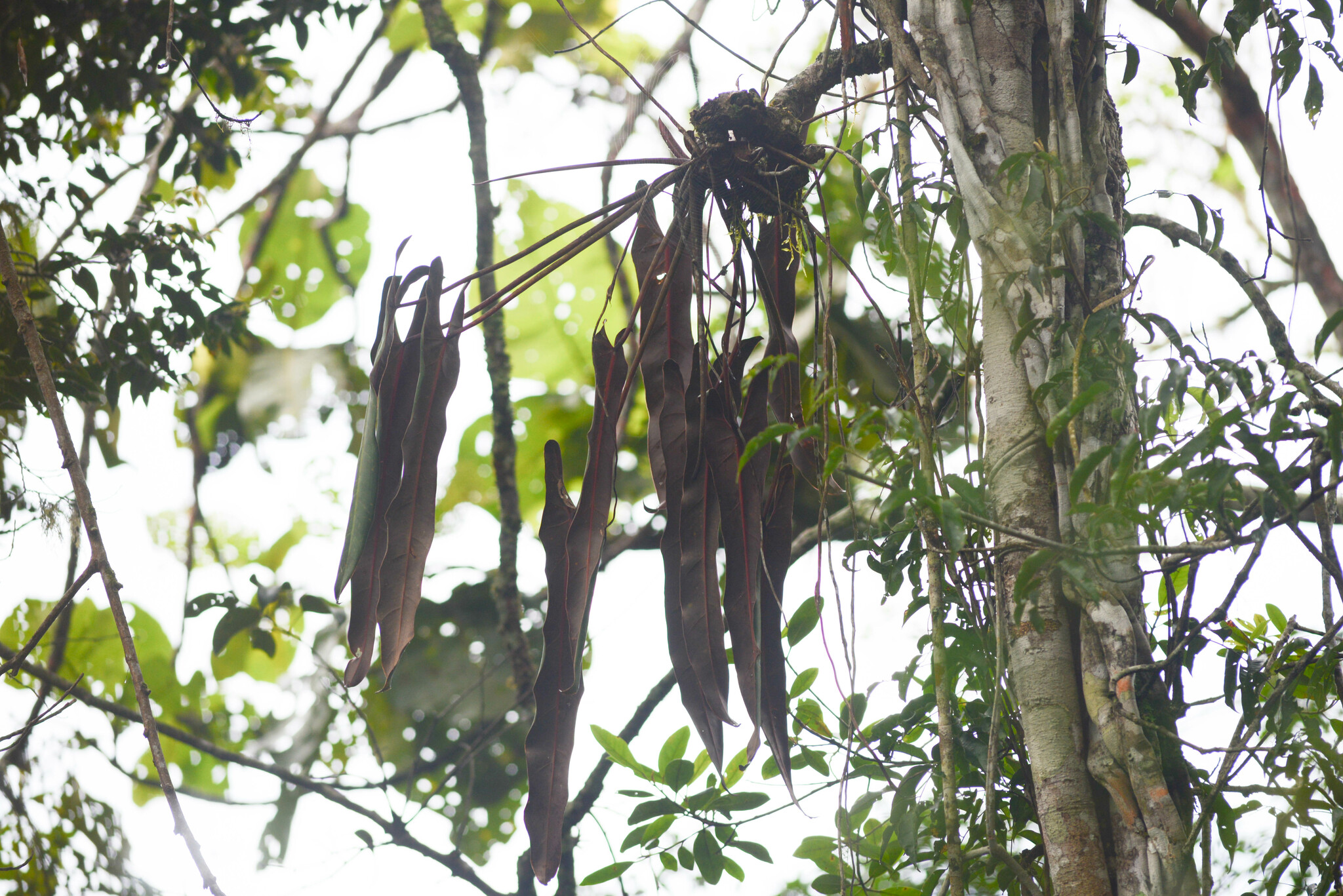 Philodendron spiritus sancti
