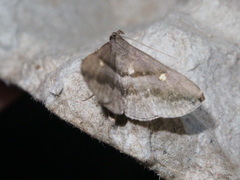 Hadennia jutalis