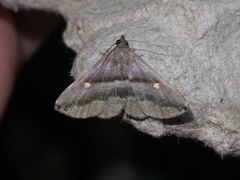 Hadennia jutalis