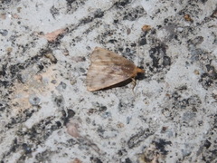 Rivula striatura