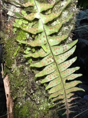 Terpsichore asplenifolia