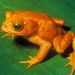 Golden Toad - Photo Bufo_periglenes1.jpg, no known copyright restrictions (public domain)