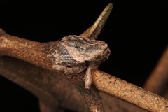 Tychanus verrucosus
