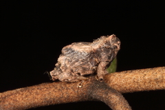 Tychanus verrucosus