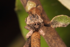 Tychanus verrucosus