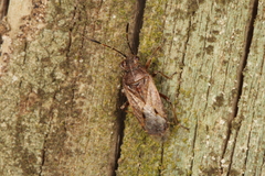 Rhypodes