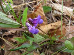 Lathyrus komarovii