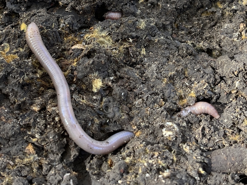 Earthworms from Fort Worth Botanic Garden, Fort Worth, TX, US on