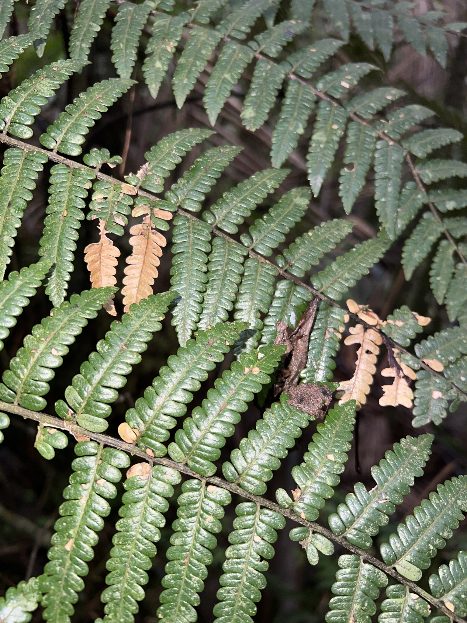 Alsophila fulgens