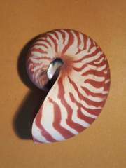 Nautilus pompilius